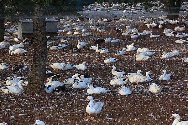 Duck farm, duck breeding in Couzou