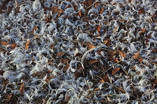 The ground is covered with duck feathers, duck farm