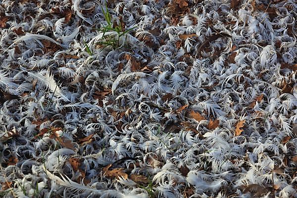 The ground is covered with duck feathers, duck farm