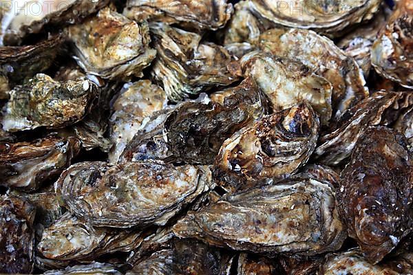 Fresh oysters at the market in Souillac in the Lot department in the far northwest of the Occitanie region in southern France,