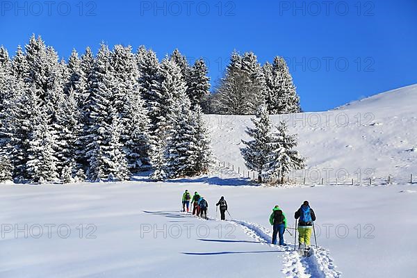 Snowshoe hike on the Beilenberg in a wonderful winter landscape. Sonthofen, Upper Allgaeu