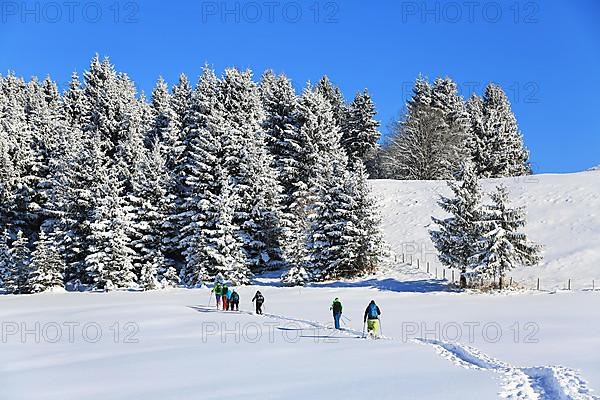 Snowshoe hike on the Beilenberg in a wonderful winter landscape. Sonthofen, Upper Allgaeu