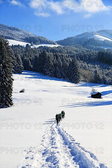 Snowshoe hike on the Beilenberg in a wonderful winter landscape. Sonthofen, Upper Allgaeu