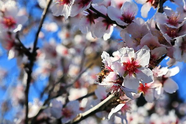 Almond blossoms on Roque Bentayga on the island of Gran Canaria. Tejeda, Las Palmas