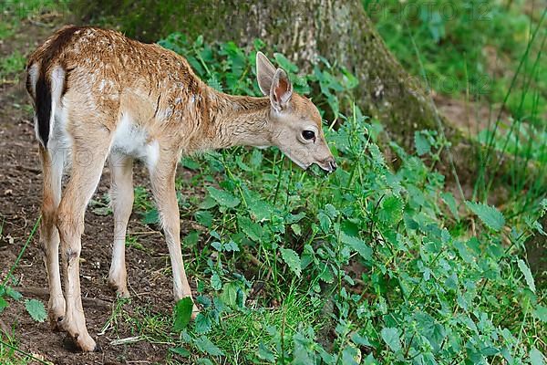 Fallow deer,