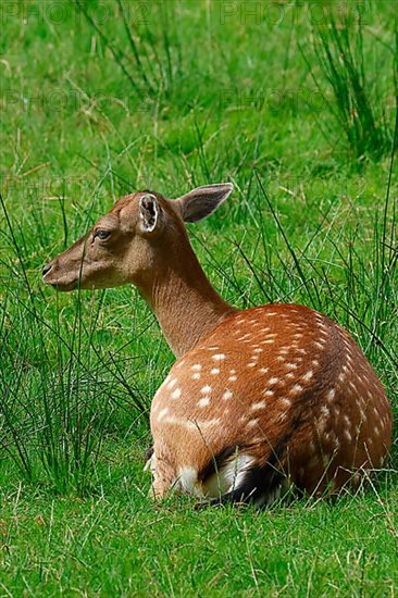 Fallow deer,