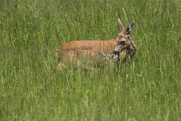 European roe deer,