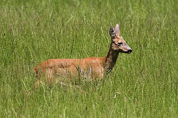 European roe deer,