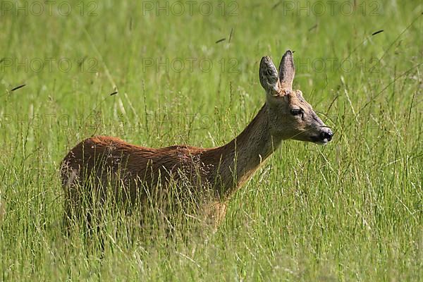 European roe deer,