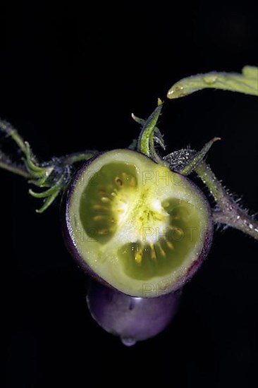 Halved, sliced tomato