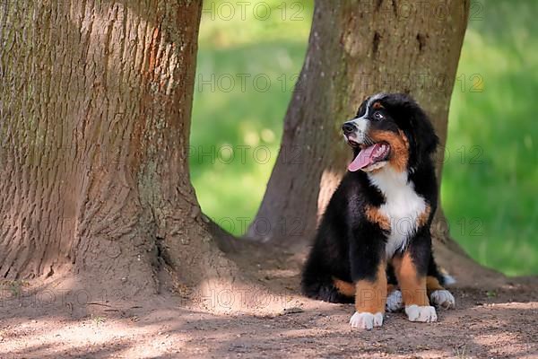 Bernese mountain domestic dog,