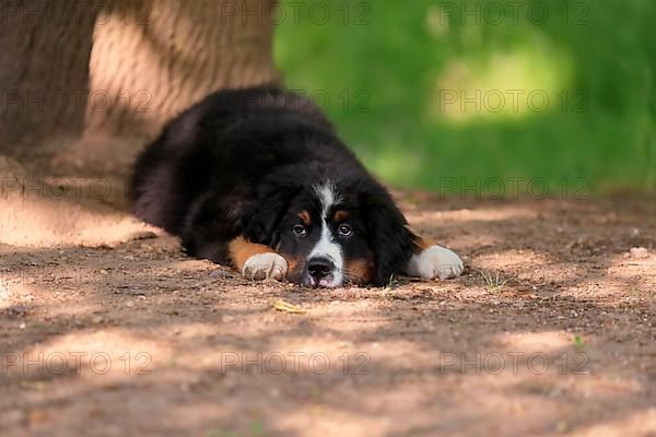 Bernese Mountain domestic dog,