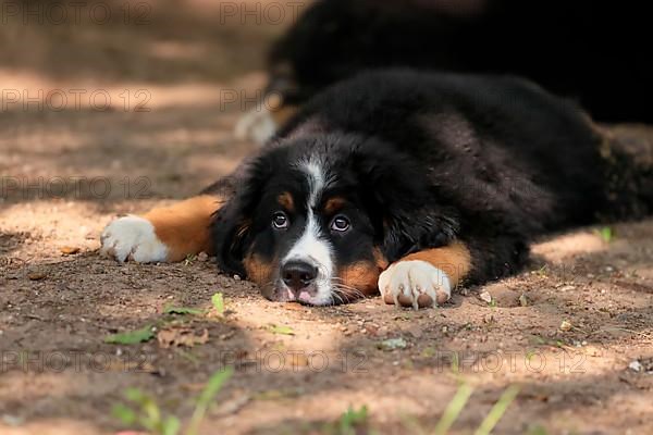 Bernese Mountain domestic dog,