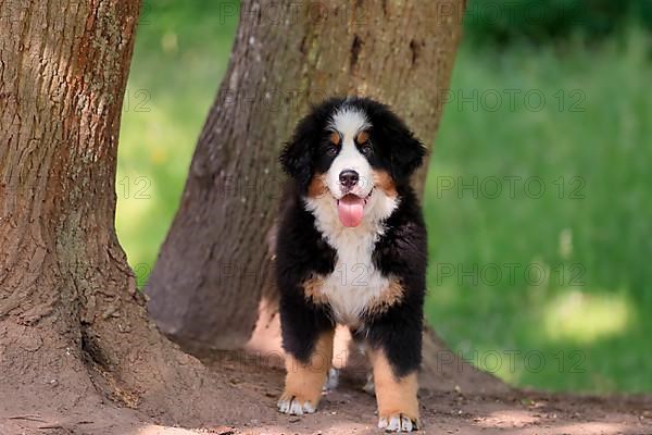 Bernese mountain domestic dog,