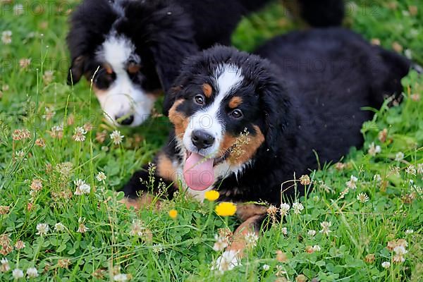 Bernese Mountain domestic dog,