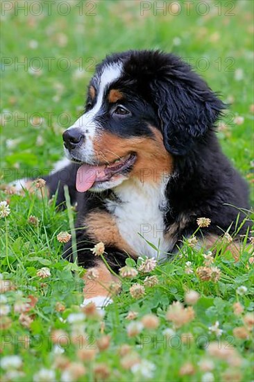 Bernese mountain domestic dog,