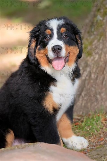 Bernese mountain domestic dog,