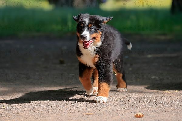 Bernese mountain domestic dog,