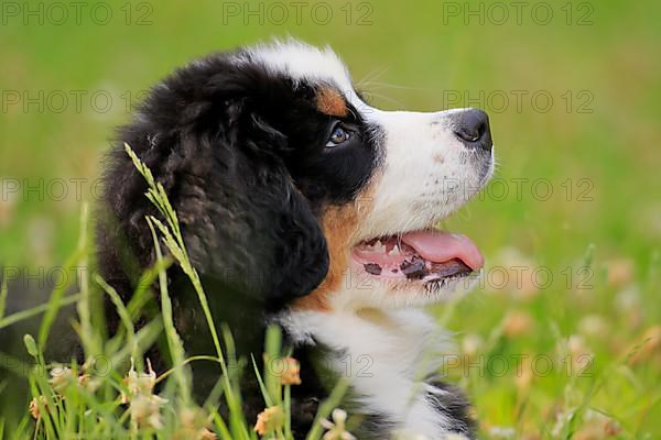 Bernese mountain domestic dog,