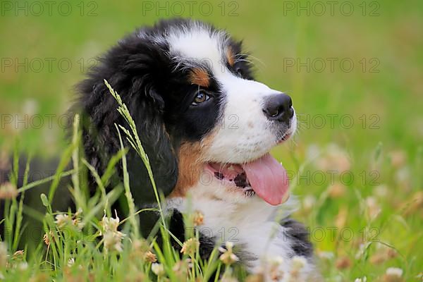 Bernese mountain domestic dog,