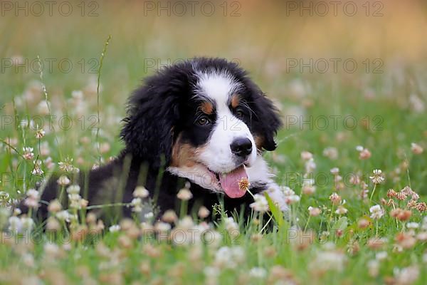 Bernese Mountain domestic dog,