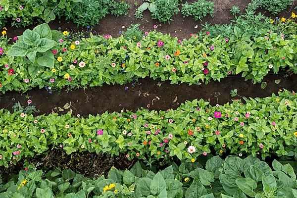 Zinnias and marigolds in a flower field, Schwaneberg