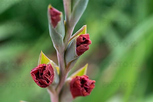 Red flowering gladiolus, garden gladiolus