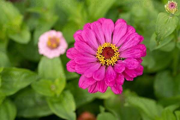 Zinnia,