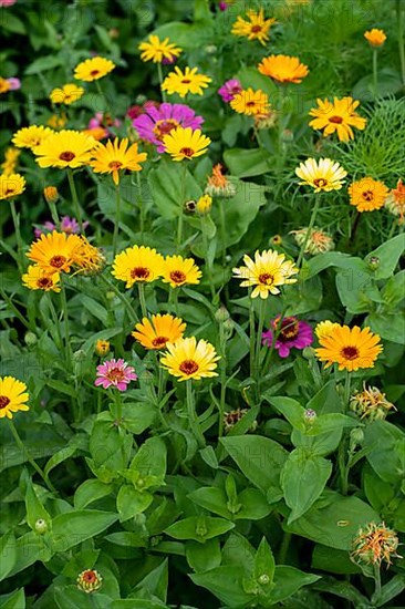 Zinnias and marigolds, Germany