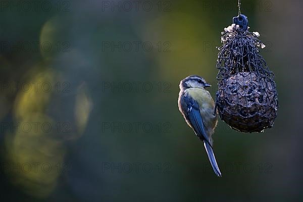 Blue tit,