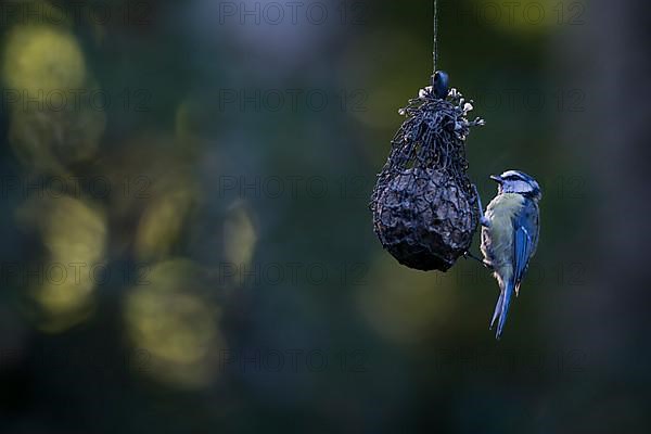 Blue tit,