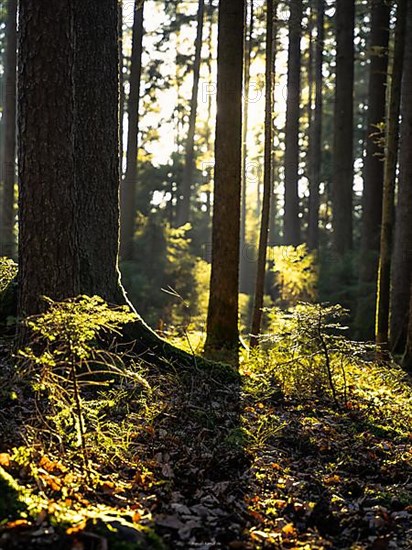 Incidence of light in the Black Forest, Unterhaugstett