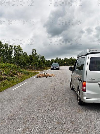 Car brakes, sheep lying on a country road