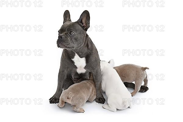 French Bulldog dog nursing her puppies on white background,
