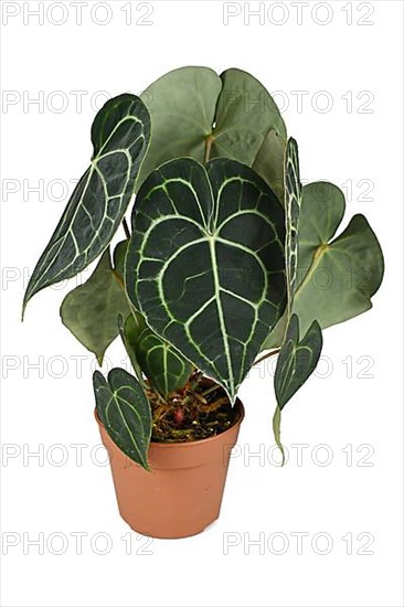 Potted tropical 'Anthurium Clarinervium' houseplant on white background,