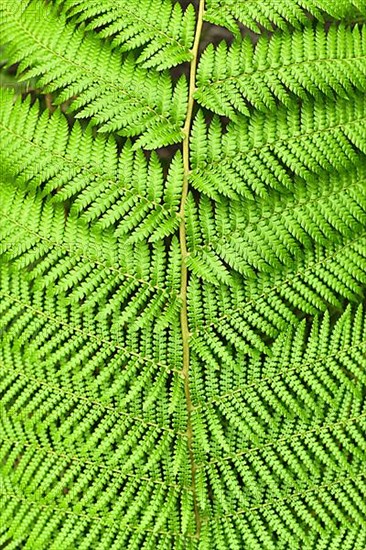 Detail top view of leaf of soft tree fern. Botanic name 'Dicksonia Antarctica',