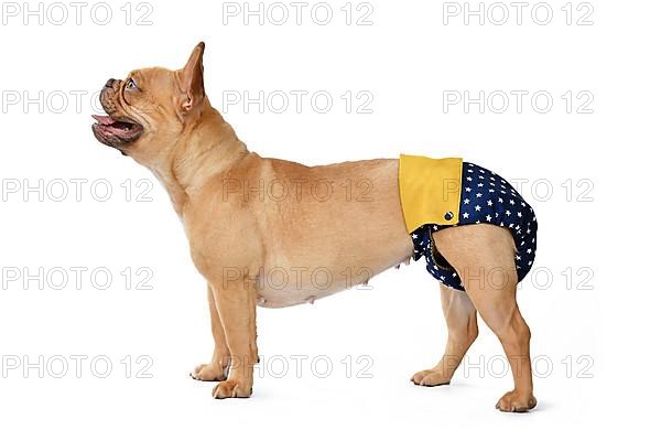 French Bulldog dog wearing fabric period diaper pants for protection on white background,