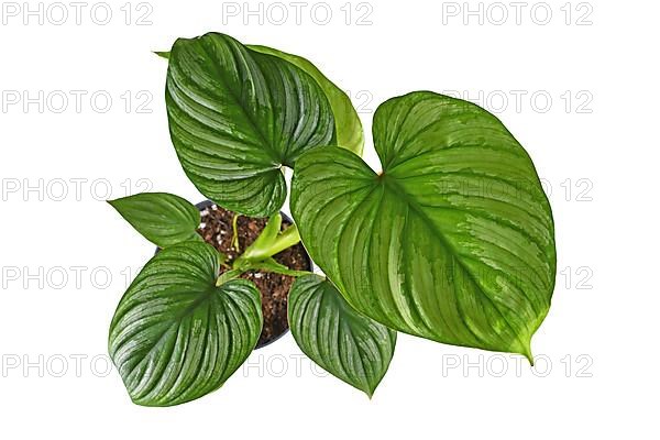 Top view of tropical 'Philodendron Mamei' houseplant with with silver pattern in flower pot on white background,