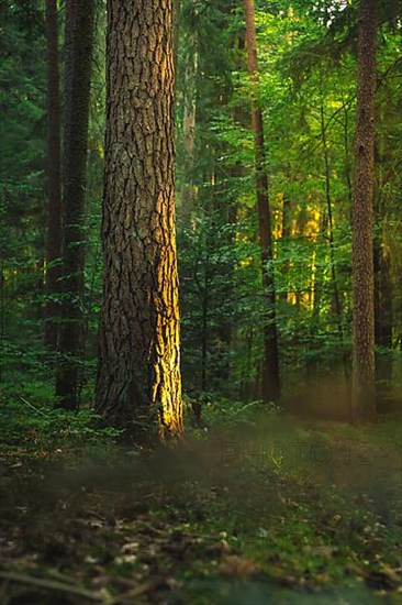 Single tree with dominant bark in the light, Black Forest