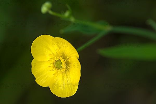 Yellow water-lily,