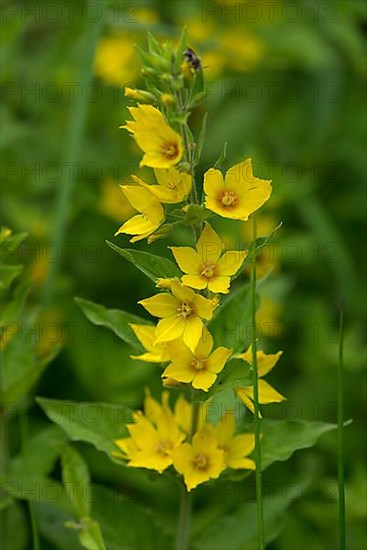 Flowering loosestrife,