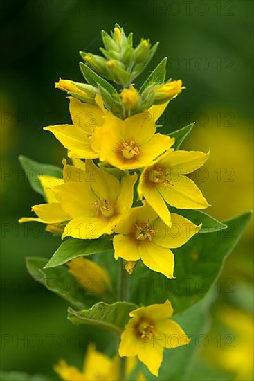 Flowering loosestrife,