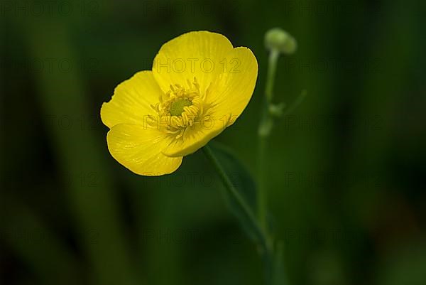 Yellow water-lily,