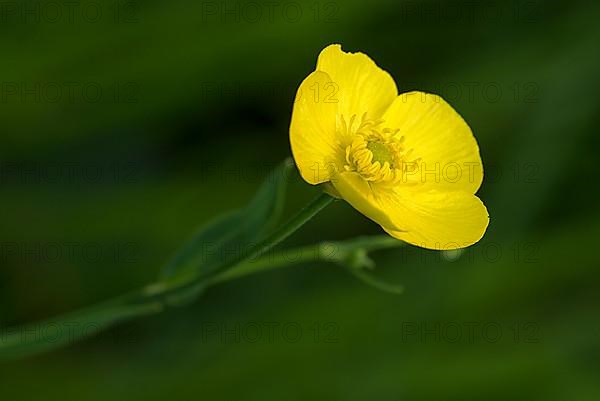 Yellow water-lily,