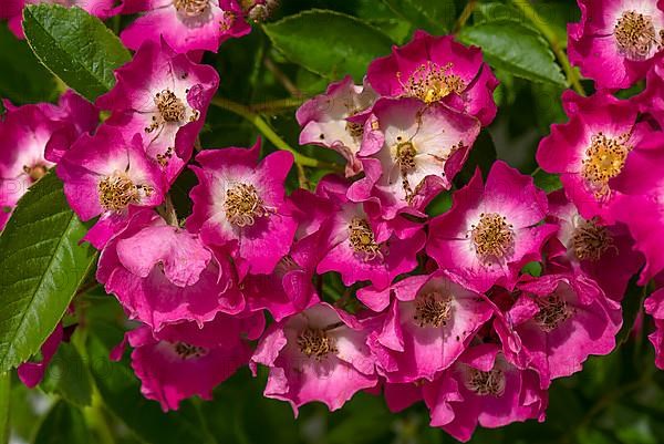 Small-flowered shrub rose,