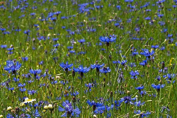 Flowering cornflowers,