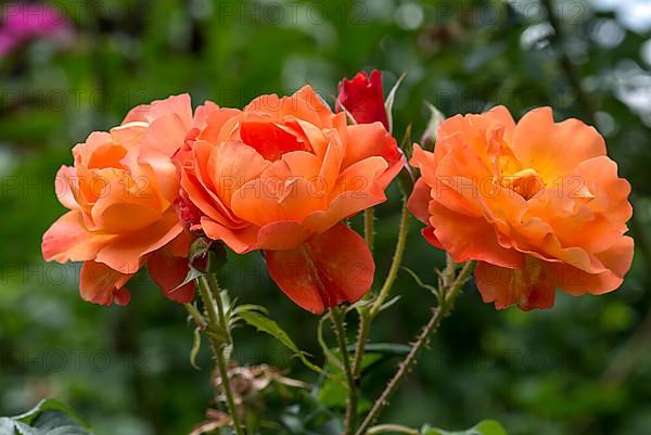 Three salmon-coloured shrub rose,