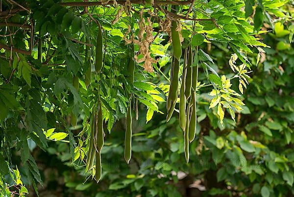 Seed pods of the wisterias,