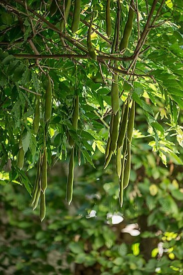 Seed pods of the wisterias,