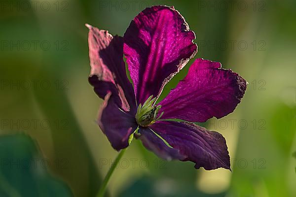 Italian wood vine,